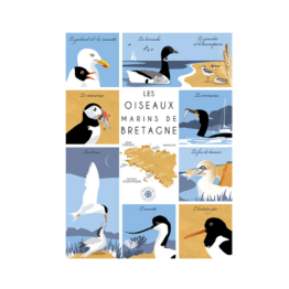 une affiche les oiseaux marins de Bretagne Etoile de sel, vue de face sur fond blanc